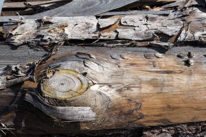 Come riconoscere il rumore dei tarli del legno